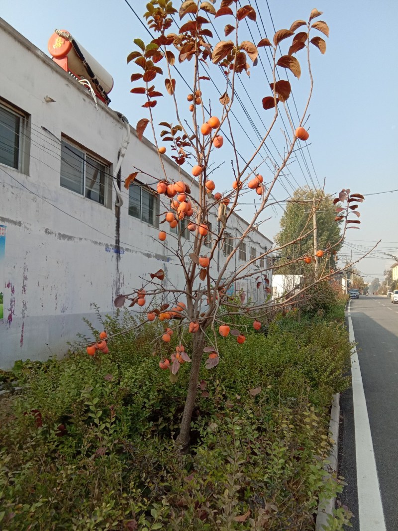 柿子树苗，品种齐全，现起现发，送生根粉，保证成活率。