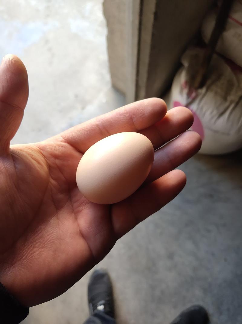 土鸡蛋，一件代发，50g以下食用，林间散养，活动量大