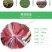 红心蜜柚苗福建三红蜜柚苗红肉蜜柚树苗嫁接三红柚子苗
