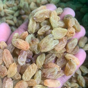 新疆葡萄干厂家直销低价批发