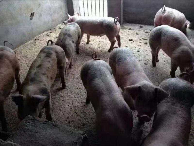[推荐]山东猪场黑土猪，猪苗，视频看猪，全国代发