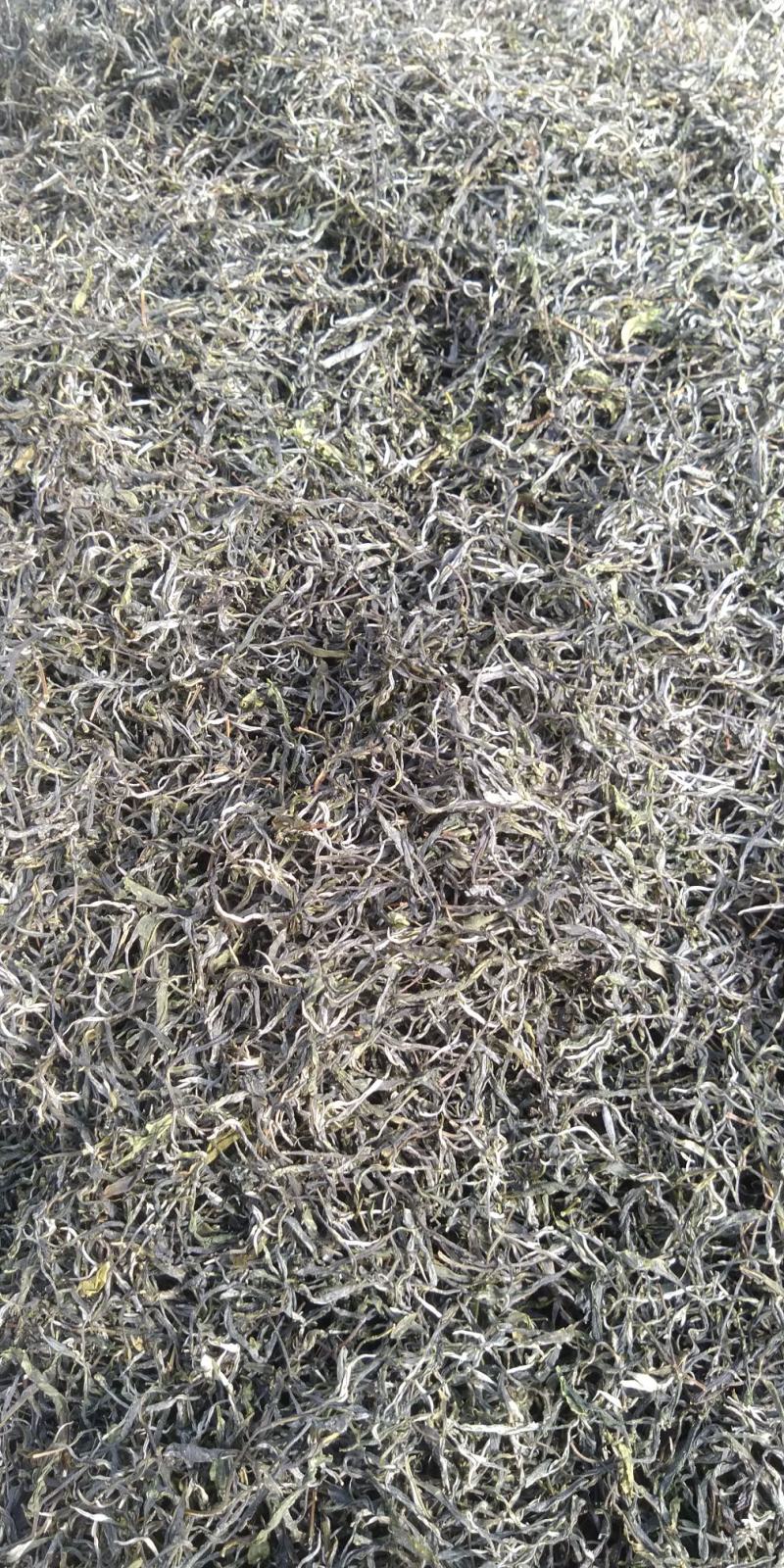 云南勐库大叶茶原生态不打农药人工除草