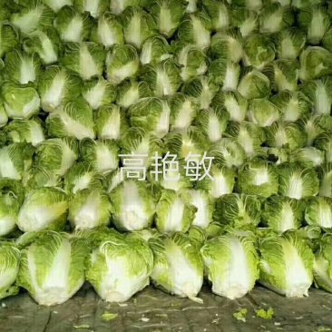大白菜秦白2号精品优质白菜净菜6斤左右基地直供货源充