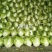 大白菜秦白2号精品优质白菜净菜6斤左右基地直供货源充