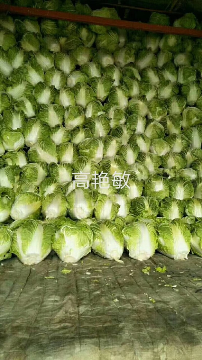 大白菜秦白2号精品优质白菜净菜6斤左右基地直供货源充