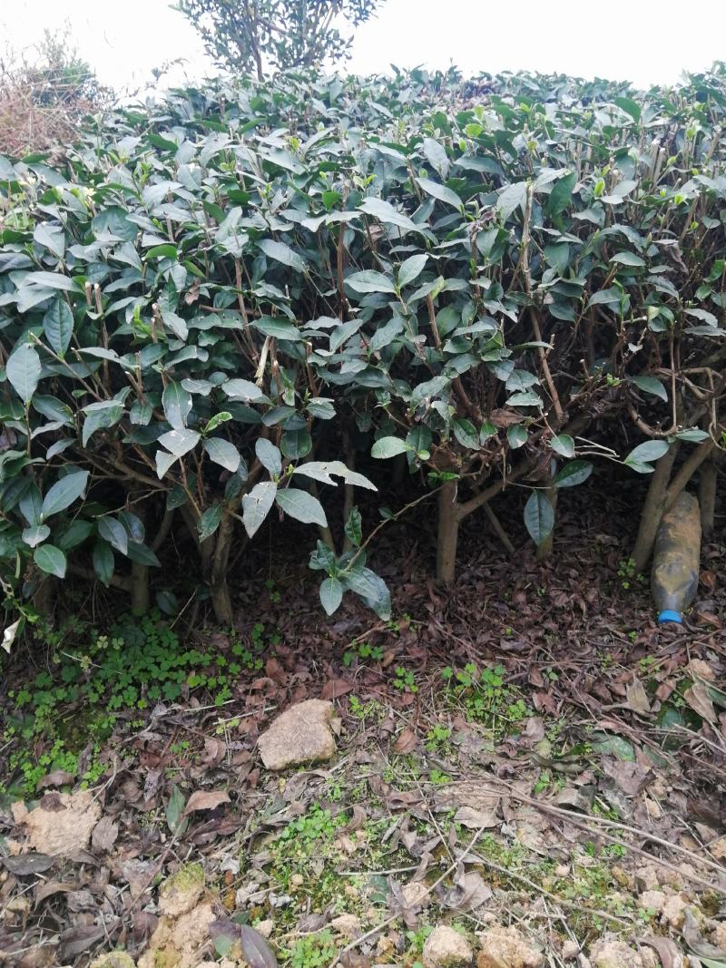 茶树，绿化工程专用茶树