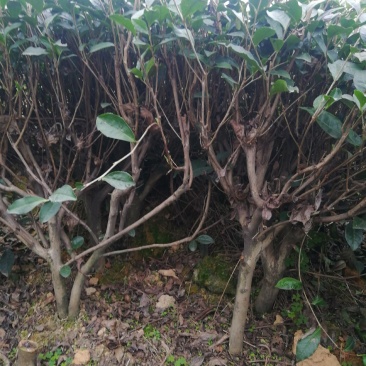 茶树，绿化工程专用茶树