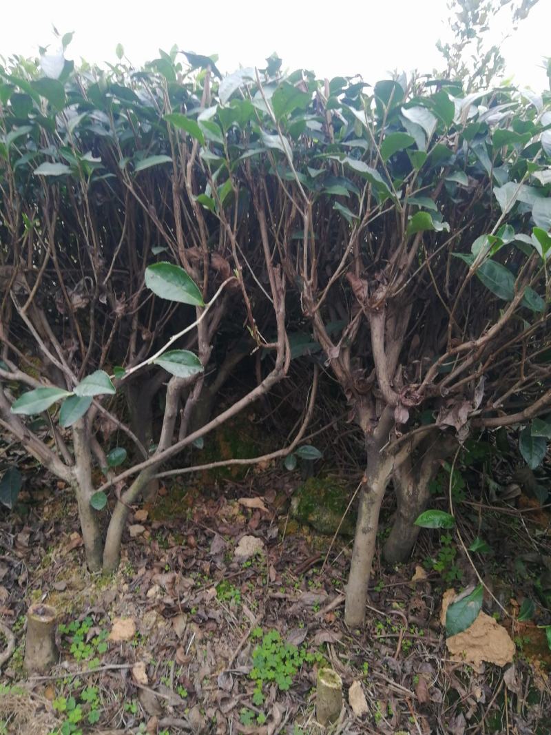 茶树，绿化工程专用茶树