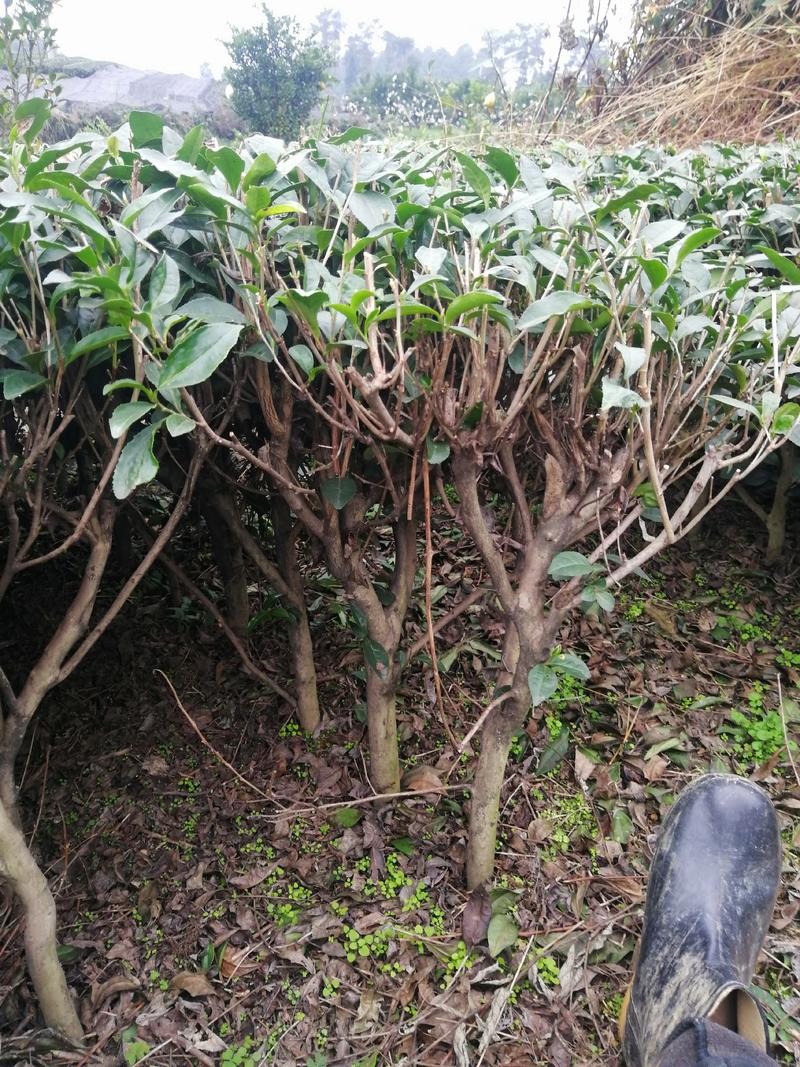 茶树，绿化工程专用茶树
