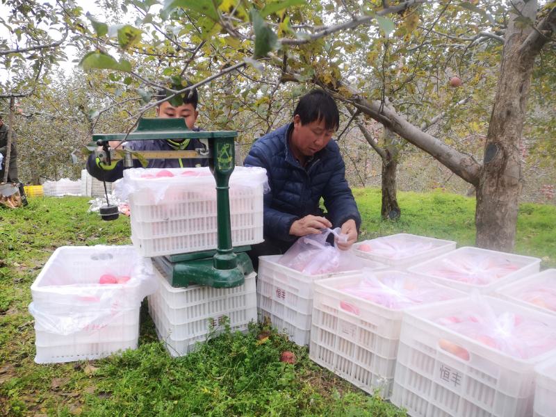 陕西洛川红富士苹果供应落地配电商一件代发