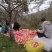 陕西洛川红富士苹果供应落地配电商一件代发