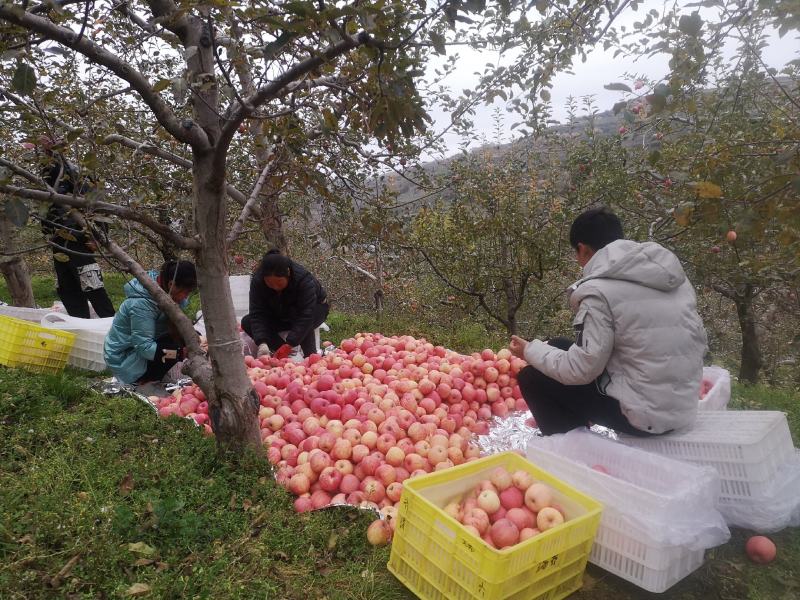 陕西洛川红富士苹果供应落地配电商一件代发