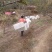 陕西洛川红富士苹果供应落地配电商一件代发