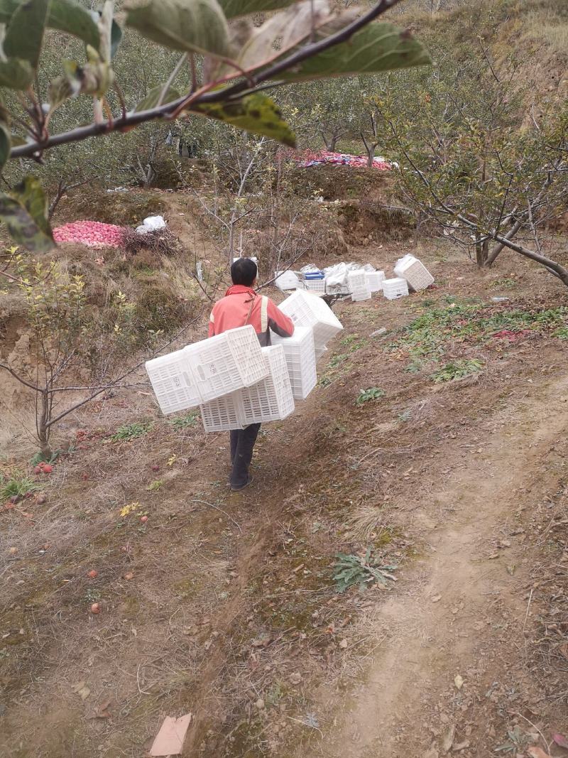 陕西洛川红富士苹果供应落地配电商一件代发