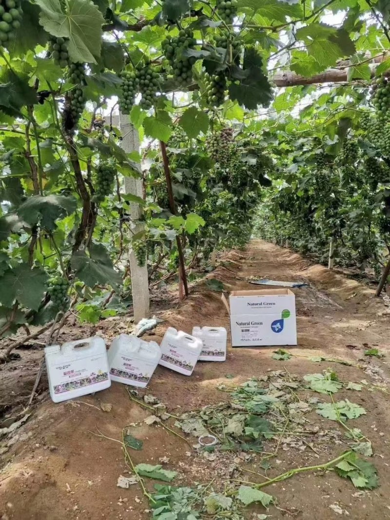葡提果葡萄膨果着色专用含腐植酸美果除锈防裂防烂