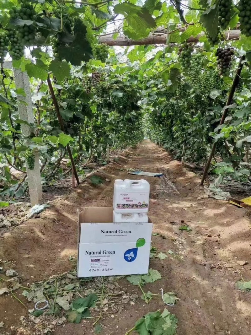 葡提果葡萄膨果着色专用含腐植酸美果除锈防裂防烂