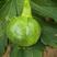 YH108无蔓嫩食南瓜种子早熟产量高抗病性强光泽度