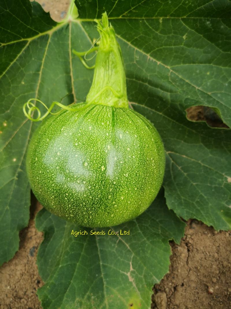 YH108无蔓嫩食南瓜种子早熟产量高抗病性强光泽度