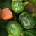 YH108无蔓嫩食南瓜种子早熟产量高抗病性强光泽度