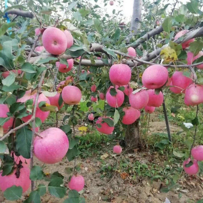 烟富系列苹果苗，果个大，坐果率高，效益好。
