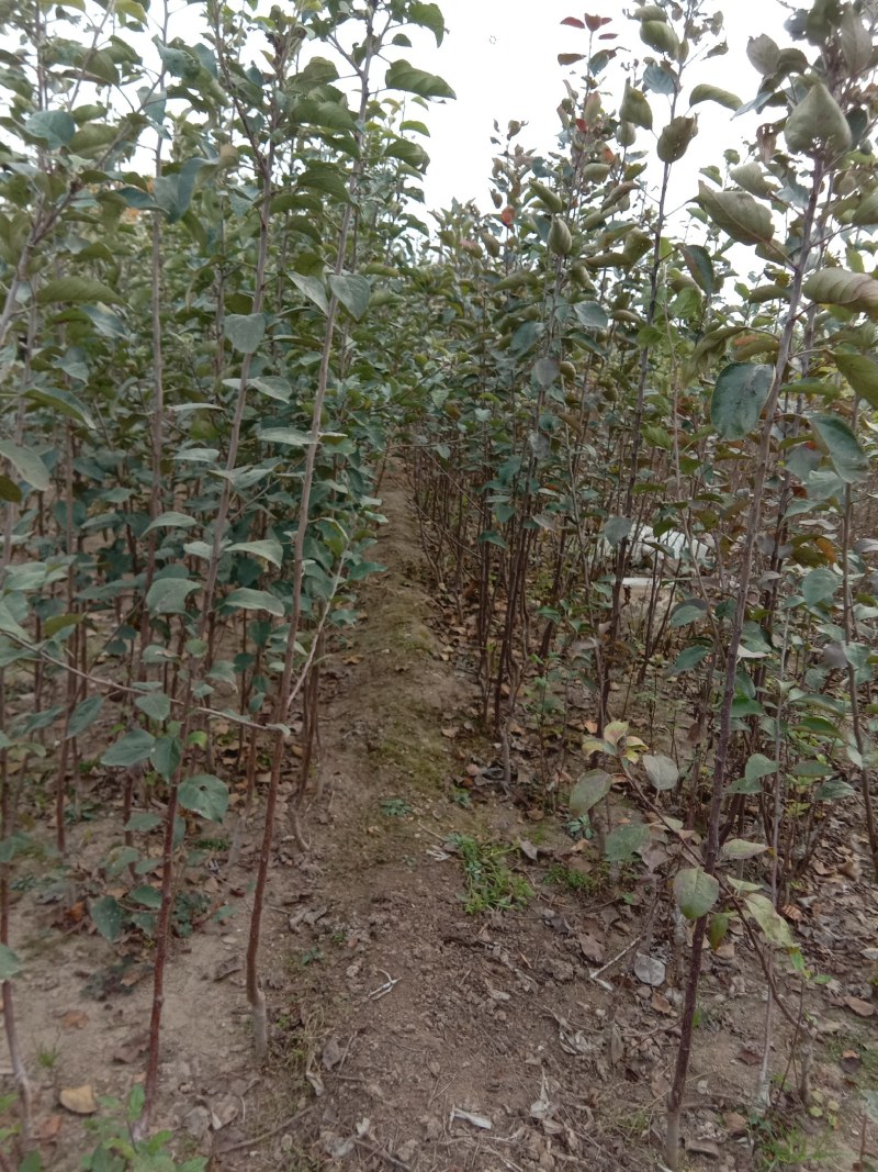 烟富系列苹果苗，果个大，坐果率高，效益好。