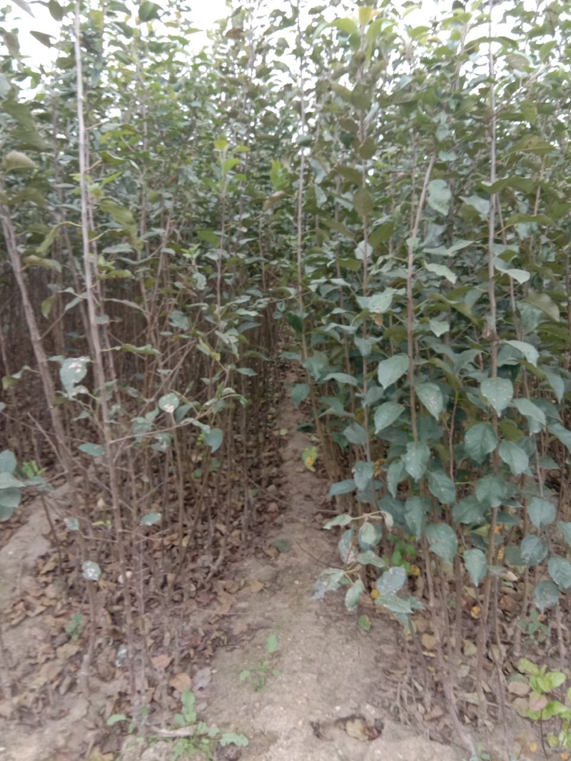 烟富系列苹果苗，果个大，坐果率高，效益好。
