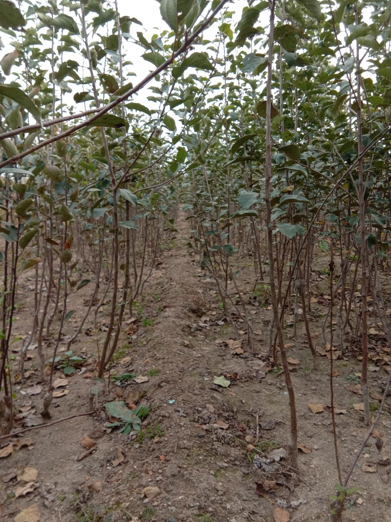 烟富系列苹果苗，果个大，坐果率高，效益好。