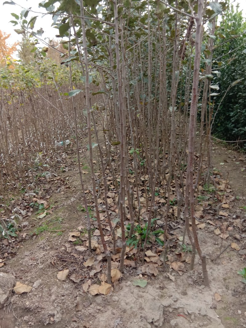 烟富系列苹果苗，果个大，坐果率高，效益好。