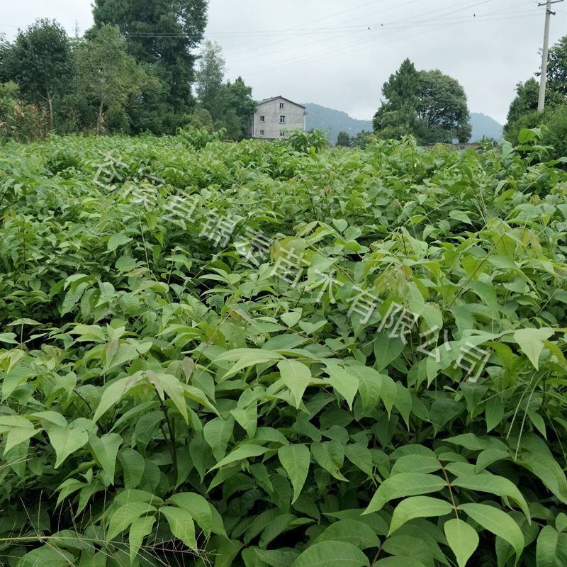 四川核桃树苗良种核桃树苗矮化米核桃嫁接苗包成活