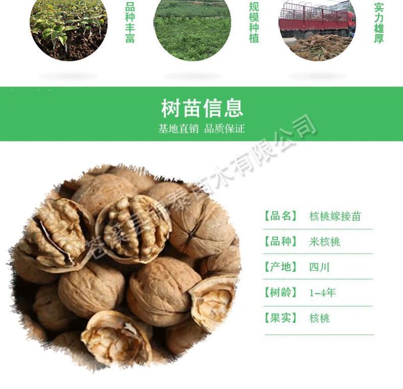 四川核桃树苗良种核桃树苗矮化米核桃嫁接苗包成活