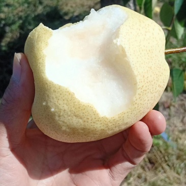 陕西延长罗子山酥梨出售