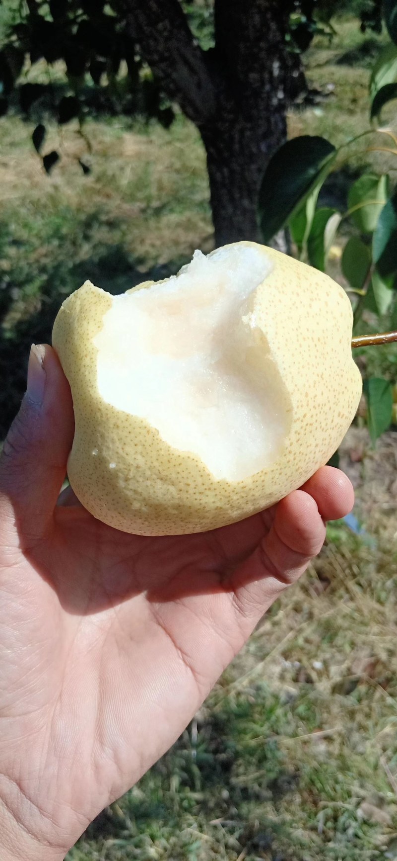 陕西延长罗子山酥梨出售