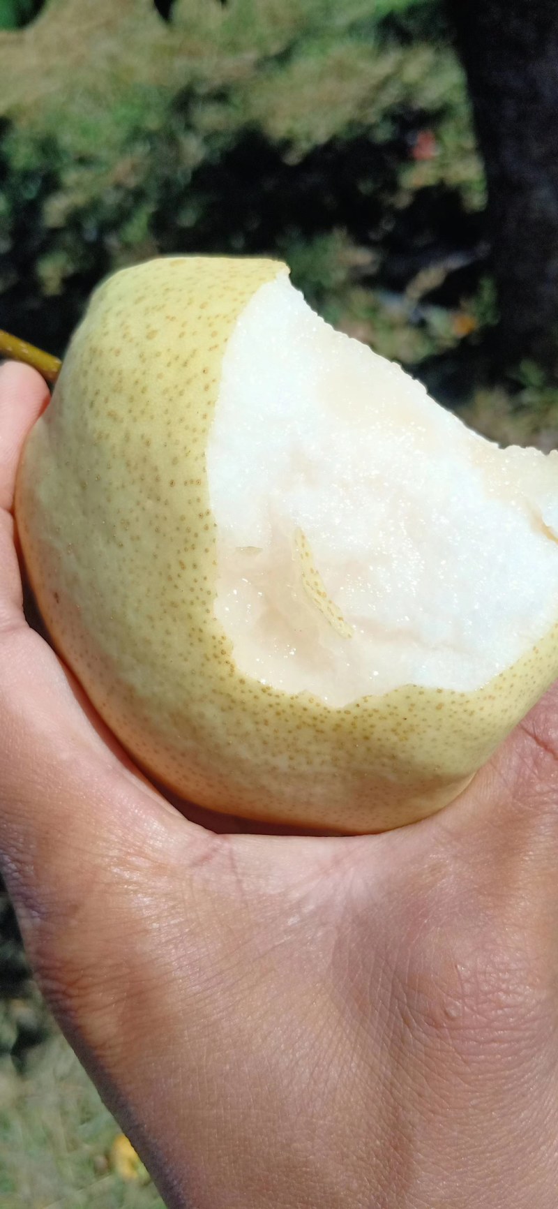 陕西延长罗子山酥梨出售