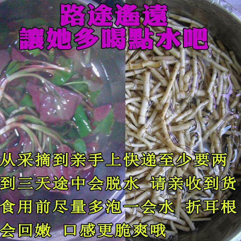 折耳根野生鱼腥草有种植跟野生两种价格