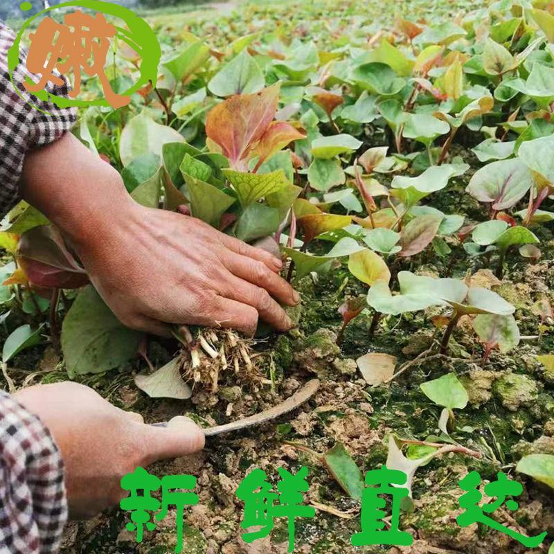 折耳根野生鱼腥草有种植跟野生两种价格