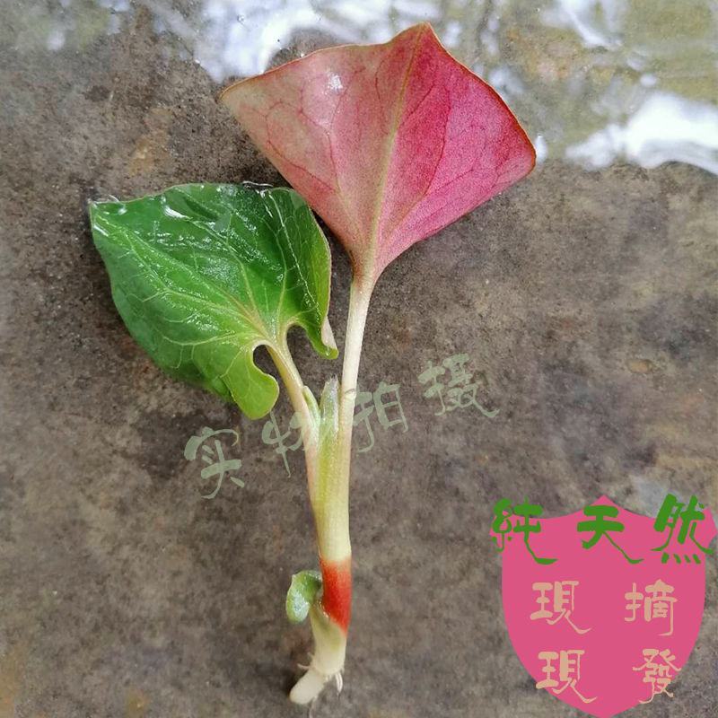 折耳根野生鱼腥草有种植跟野生两种价格