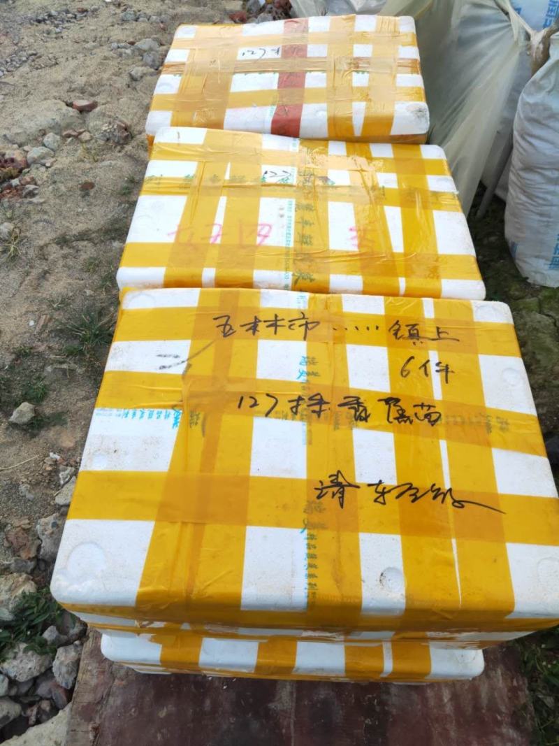 广西农科院制种香蕉苗西贡粉蕉苗/威廉斯b6香蕉苗金粉蕉苗