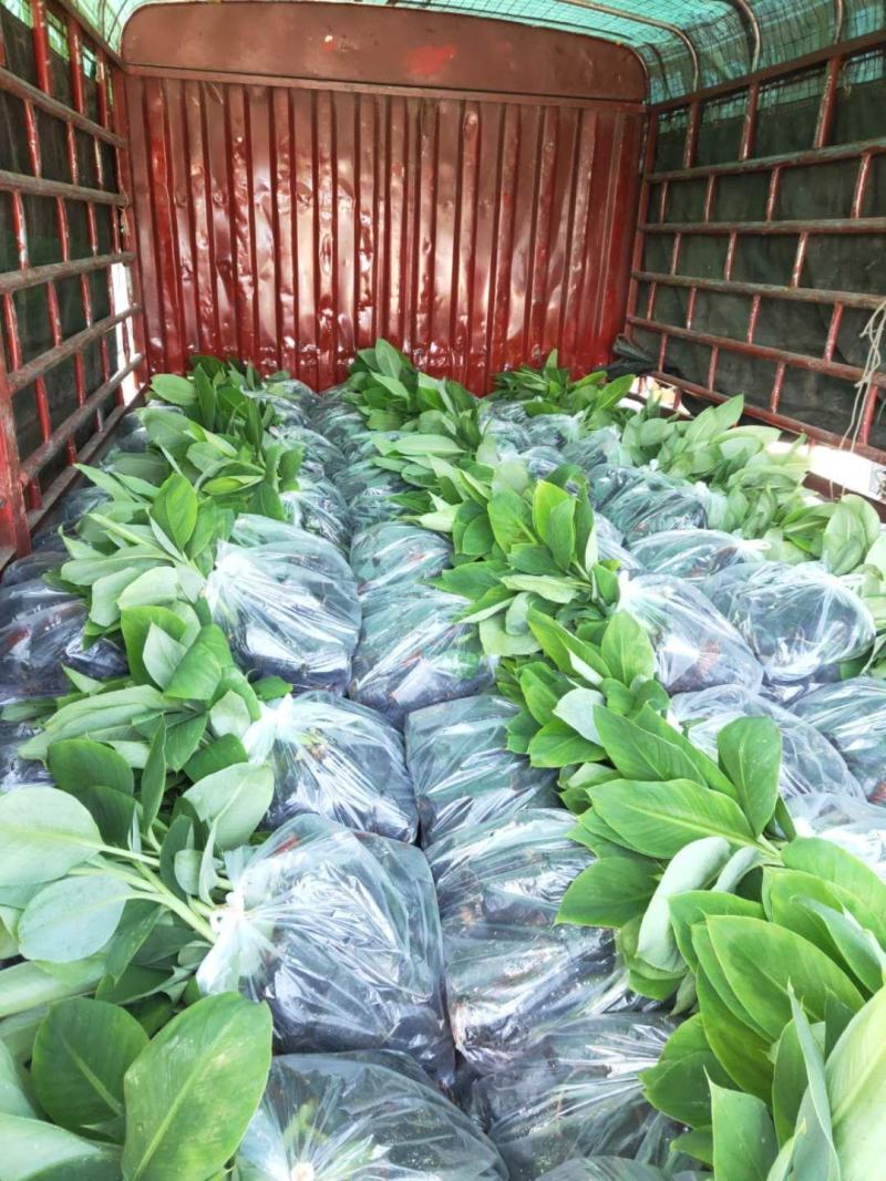 广西农科院制种香蕉苗西贡粉蕉苗/威廉斯b6香蕉苗金粉蕉苗