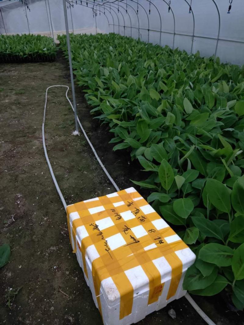 广西农科院制种香蕉苗西贡粉蕉苗/威廉斯b6香蕉苗金粉蕉苗