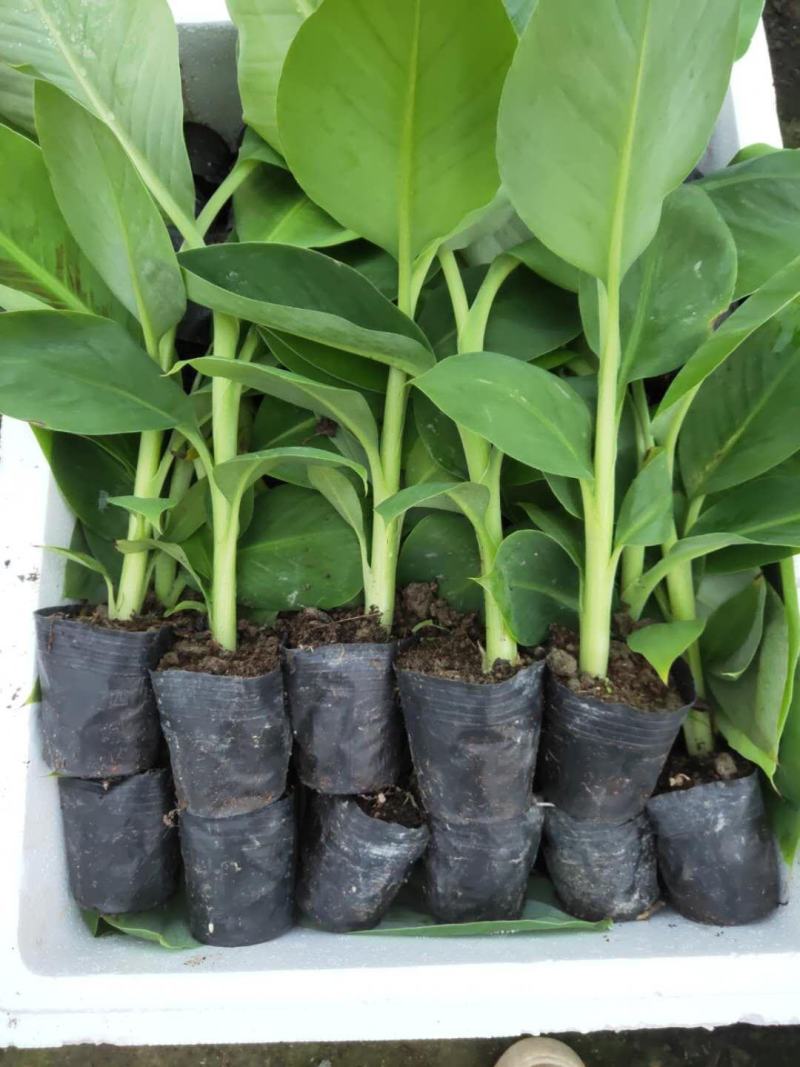 广西农科院制种香蕉苗西贡粉蕉苗/威廉斯b6香蕉苗金粉蕉苗