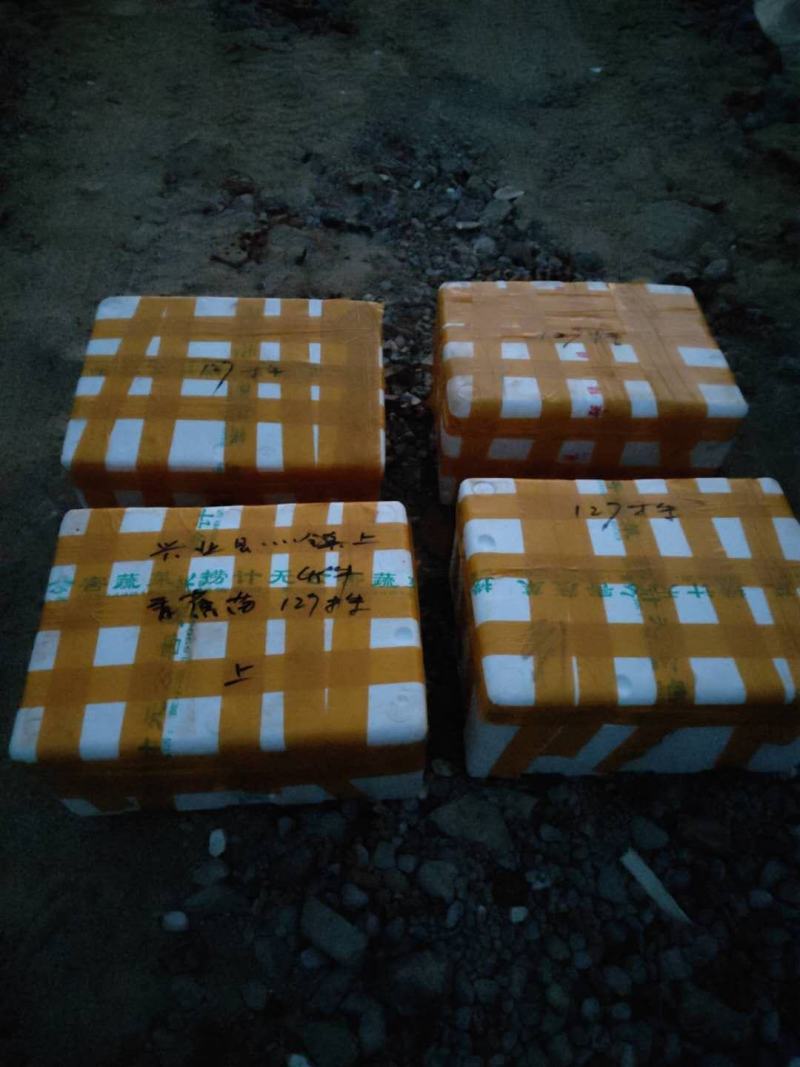 广西农科院制种香蕉苗西贡粉蕉苗/威廉斯b6香蕉苗金粉蕉苗