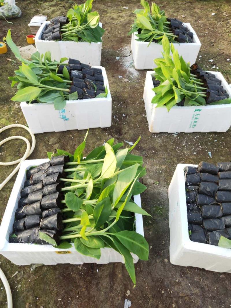 广西农科院制种香蕉苗西贡粉蕉苗/威廉斯b6香蕉苗金粉蕉苗