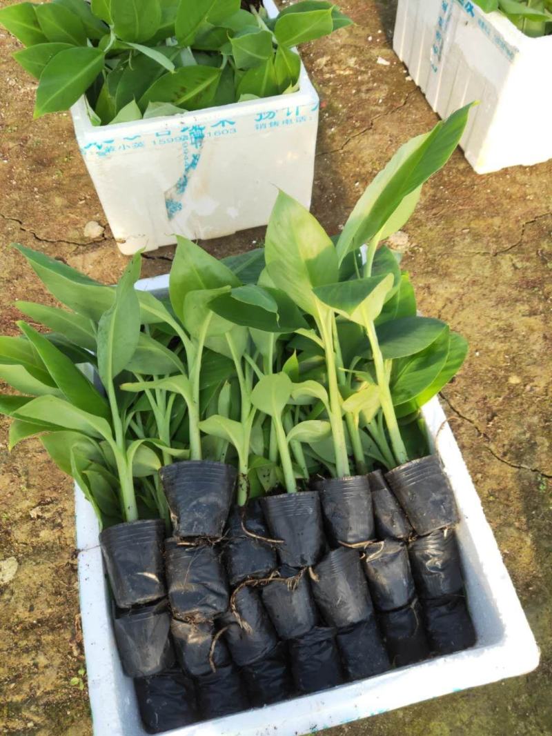 广西农科院制种香蕉苗西贡粉蕉苗/威廉斯b6香蕉苗金粉蕉苗