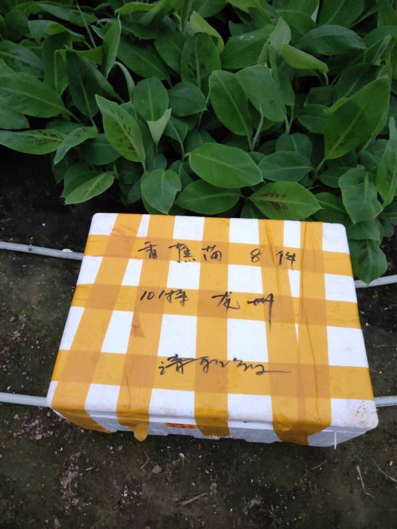 广西农科院制种香蕉苗西贡粉蕉苗/威廉斯b6香蕉苗金粉蕉苗