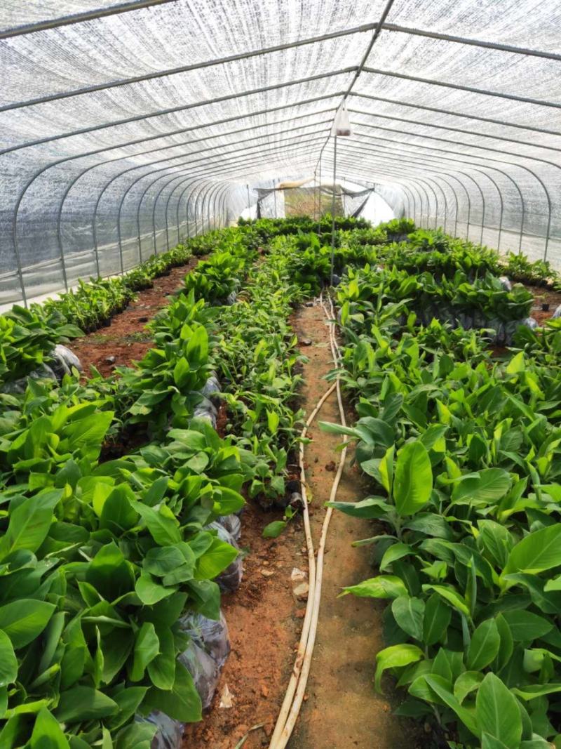 广西农科院制种香蕉苗西贡粉蕉苗/威廉斯b6香蕉苗金粉蕉苗