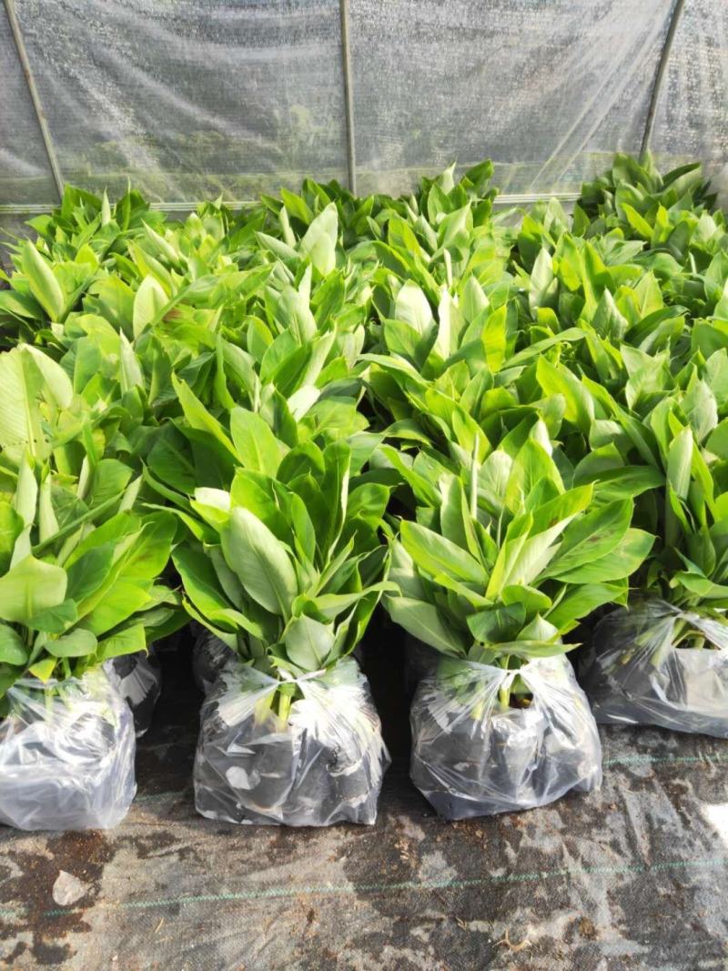 广西农科院制种香蕉苗西贡粉蕉苗/威廉斯b6香蕉苗金粉蕉苗