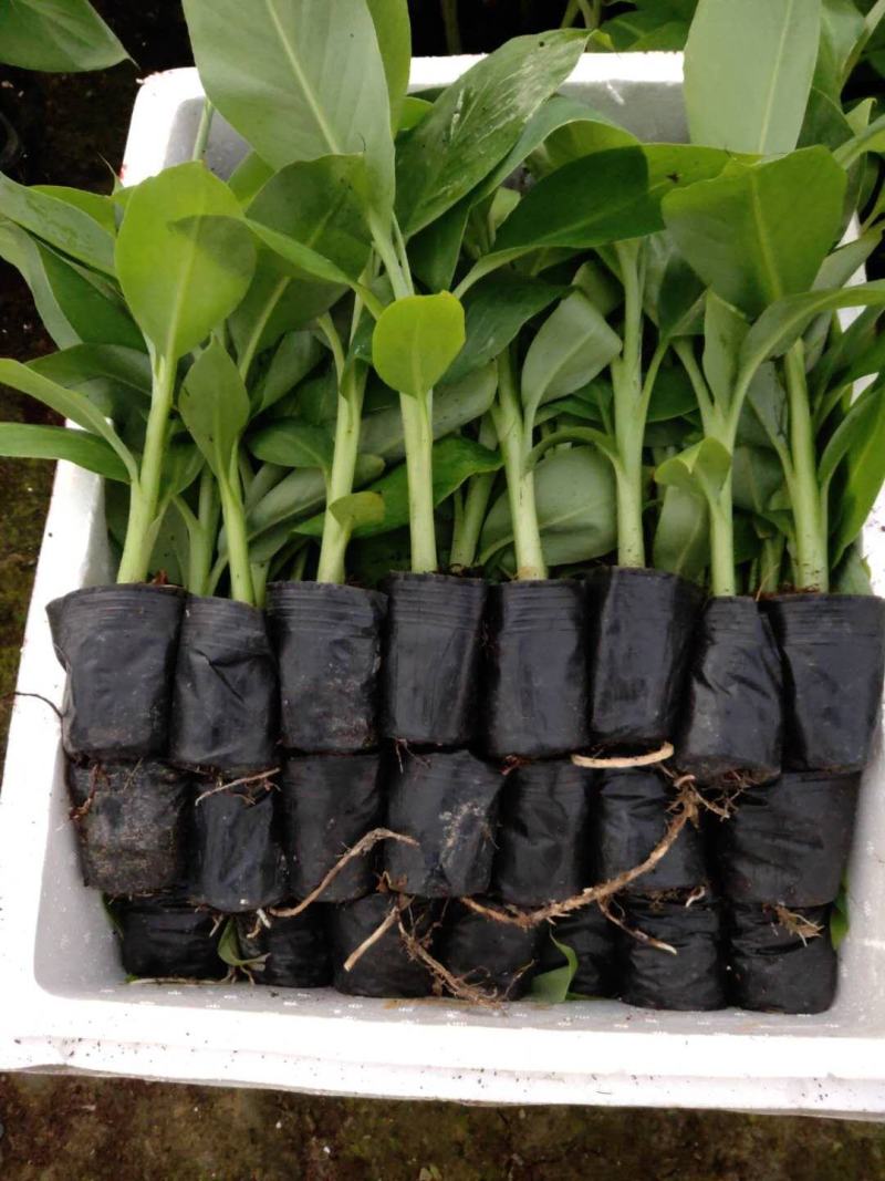 广西农科院制种香蕉苗西贡粉蕉苗/威廉斯b6香蕉苗金粉蕉苗