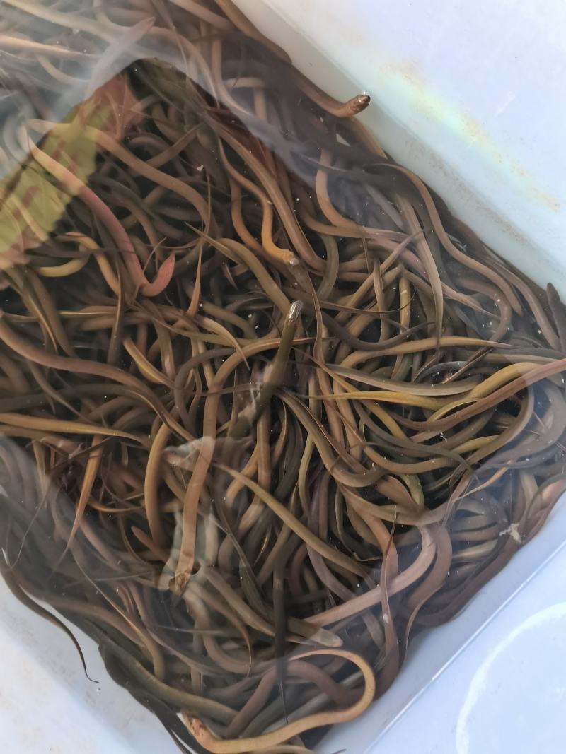【黄鳝苗】正大9号黄鳝苗.泰国黄鳝苗.苗场直供.买家保障