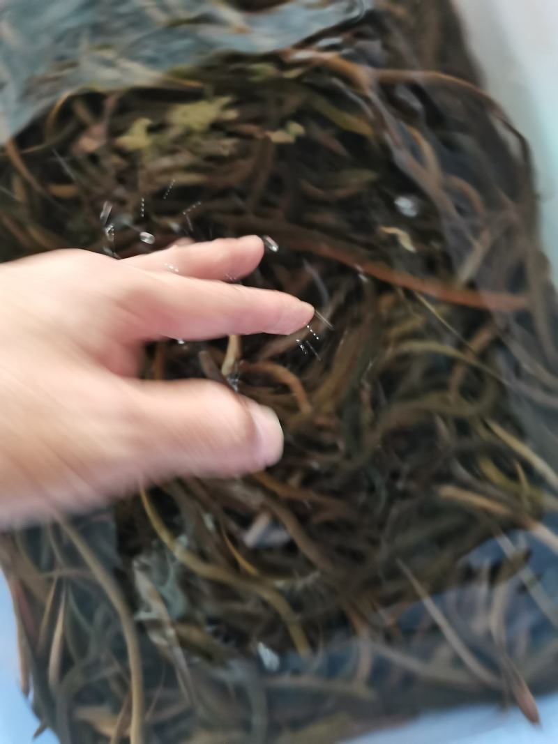 【黄鳝苗】正大9号黄鳝苗.泰国黄鳝苗.苗场直供.买家保障