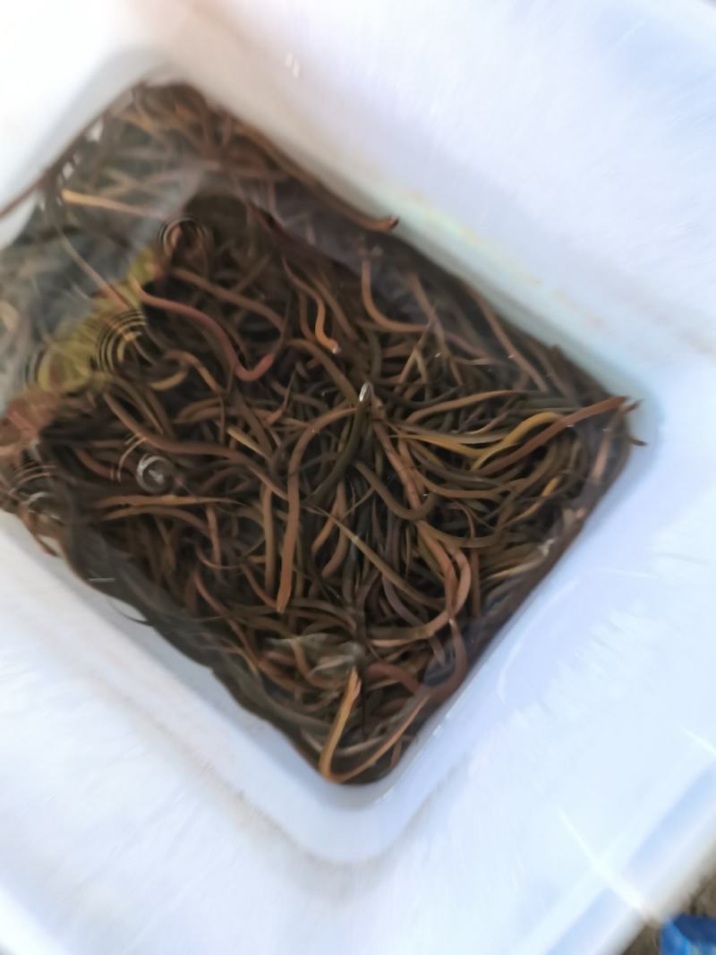 【黄鳝苗】正大9号黄鳝苗.泰国黄鳝苗.苗场直供.买家保障